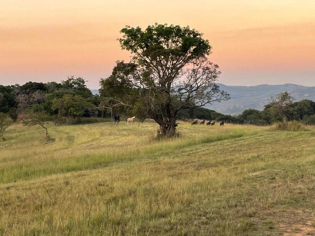 @Nature Luxury Cottages Mbombela Eksteriør billede