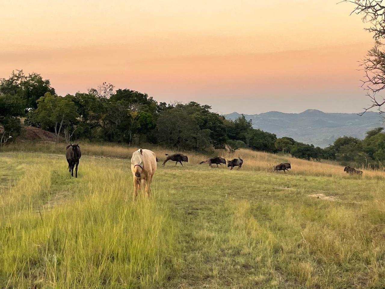 @Nature Luxury Cottages Mbombela Eksteriør billede