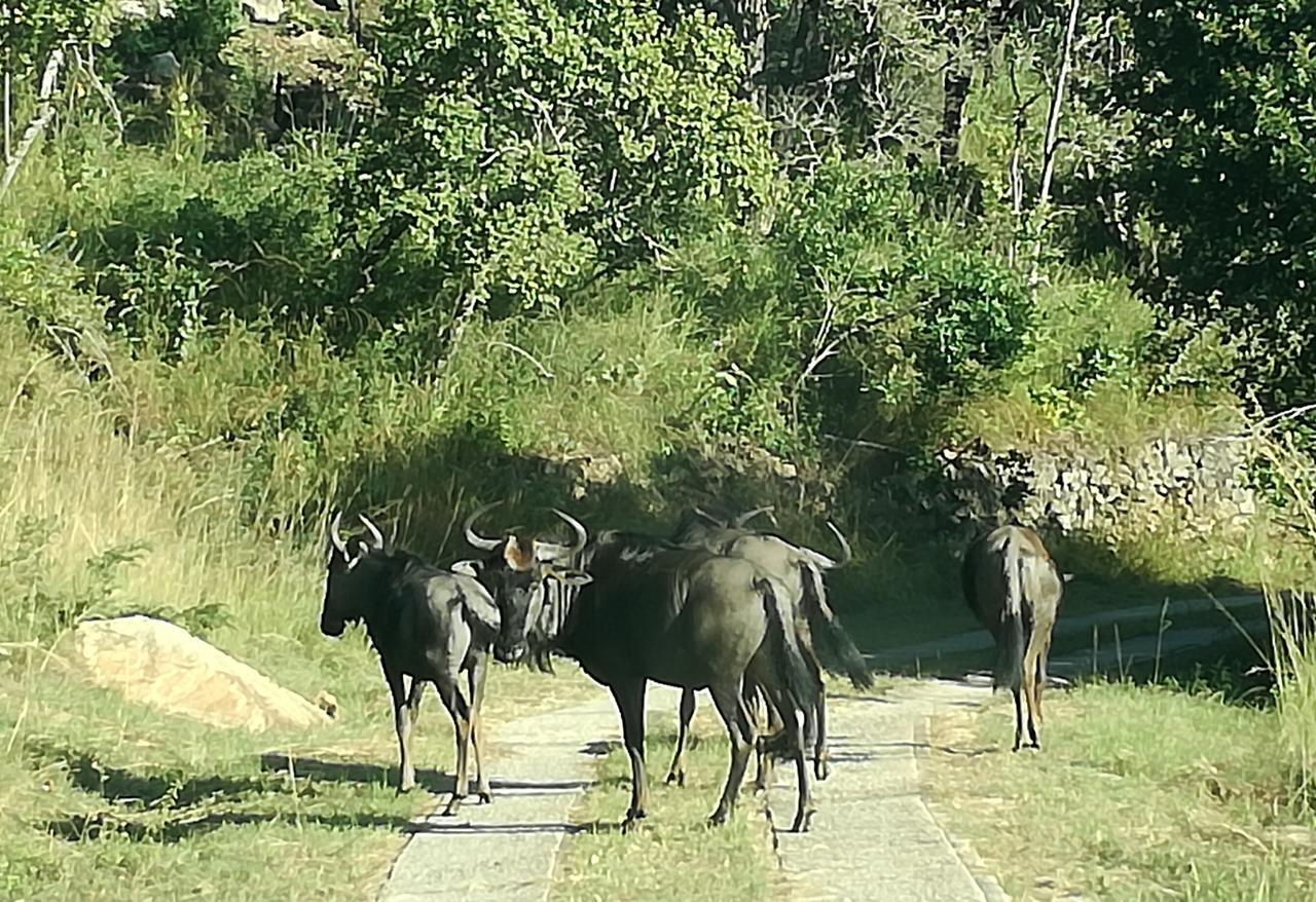 @Nature Luxury Cottages Mbombela Eksteriør billede