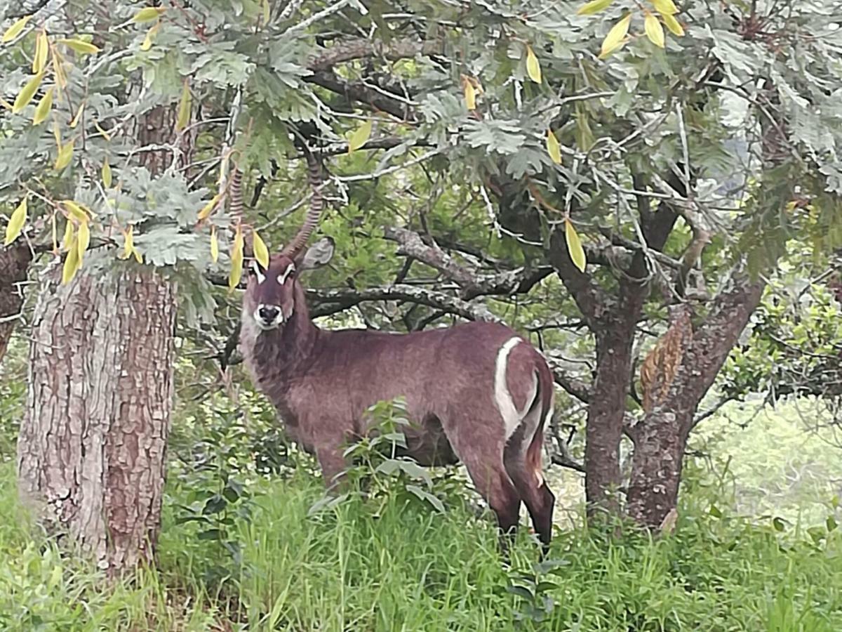@Nature Luxury Cottages Mbombela Eksteriør billede